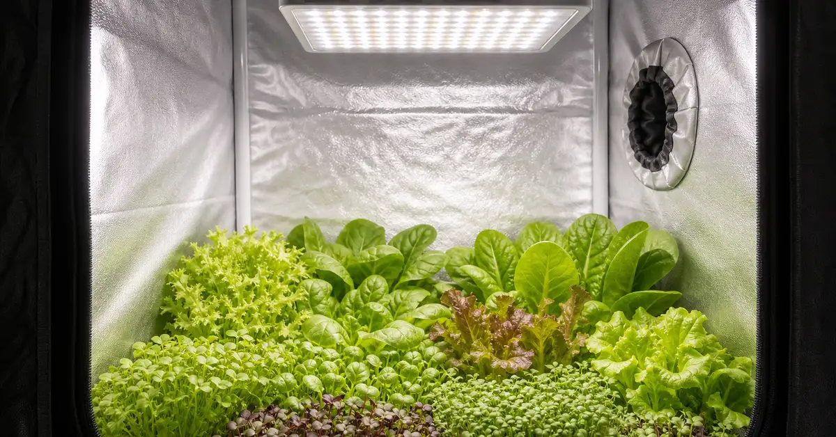 Premium LED panel glowing over a compact 2x2 foot grow tent with lettuce and microgreens