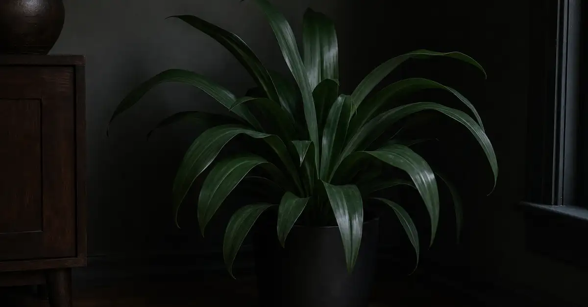Cast iron plant with broad dark green strap leaves in black pot in shaded corner