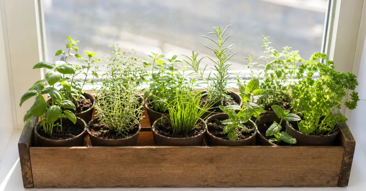 Nine small pots of different herb seedlings arranged in a wooden window garden tray on a sunny windowsill