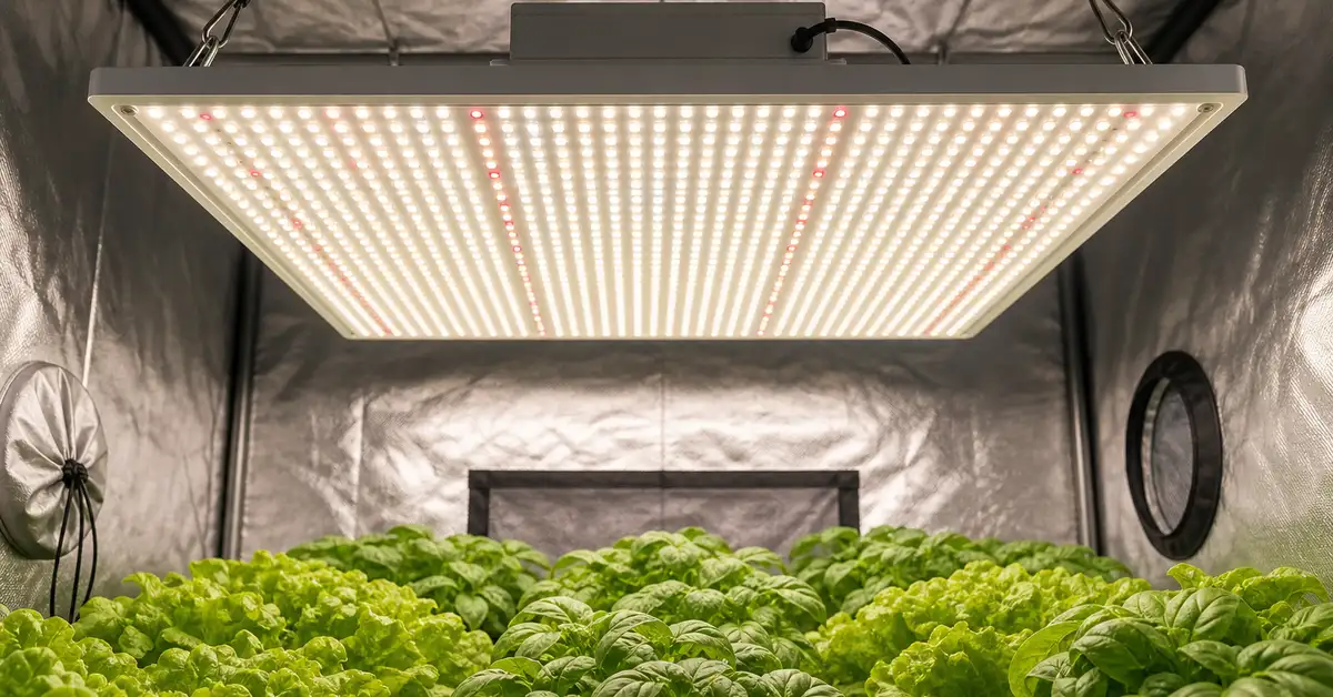 Large 300W LED quantum board grow light panel hanging above indoor plants