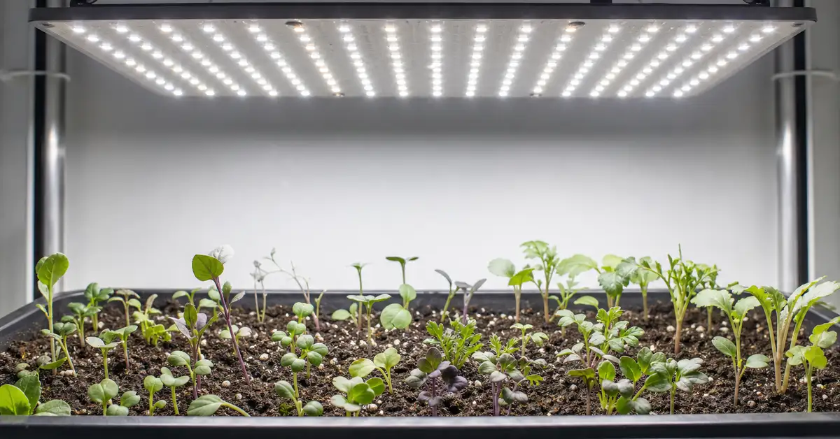 LED quantum board panel above germination station with emerging seedlings