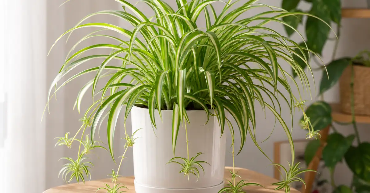 Spider plant with arching striped leaves and plantlets in white pot indoors