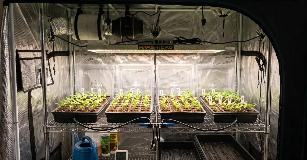 Grow tent interior with seed-starting trays under a grow light